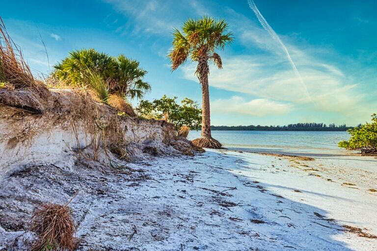 Severe coastal erosion exposing palm tree roots along a sandy shoreline