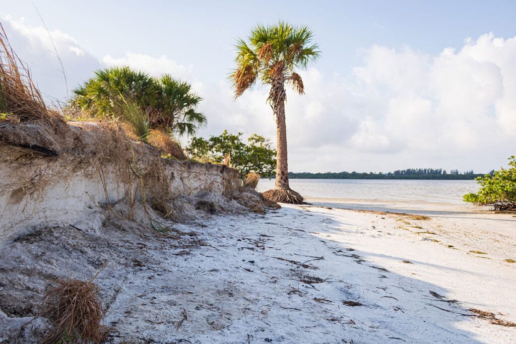 Severe coastal erosion exposing palm tree roots along a sandy shoreline