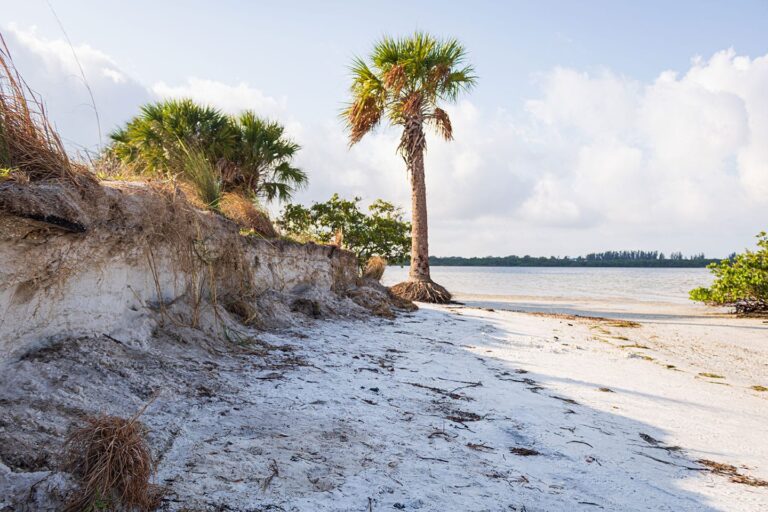 Severe coastal erosion exposing palm tree roots along a sandy shoreline