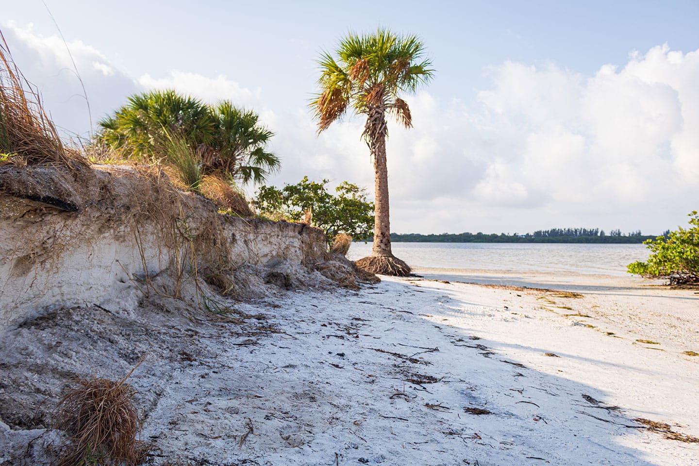 Severe coastal erosion exposing palm tree roots along a sandy shoreline